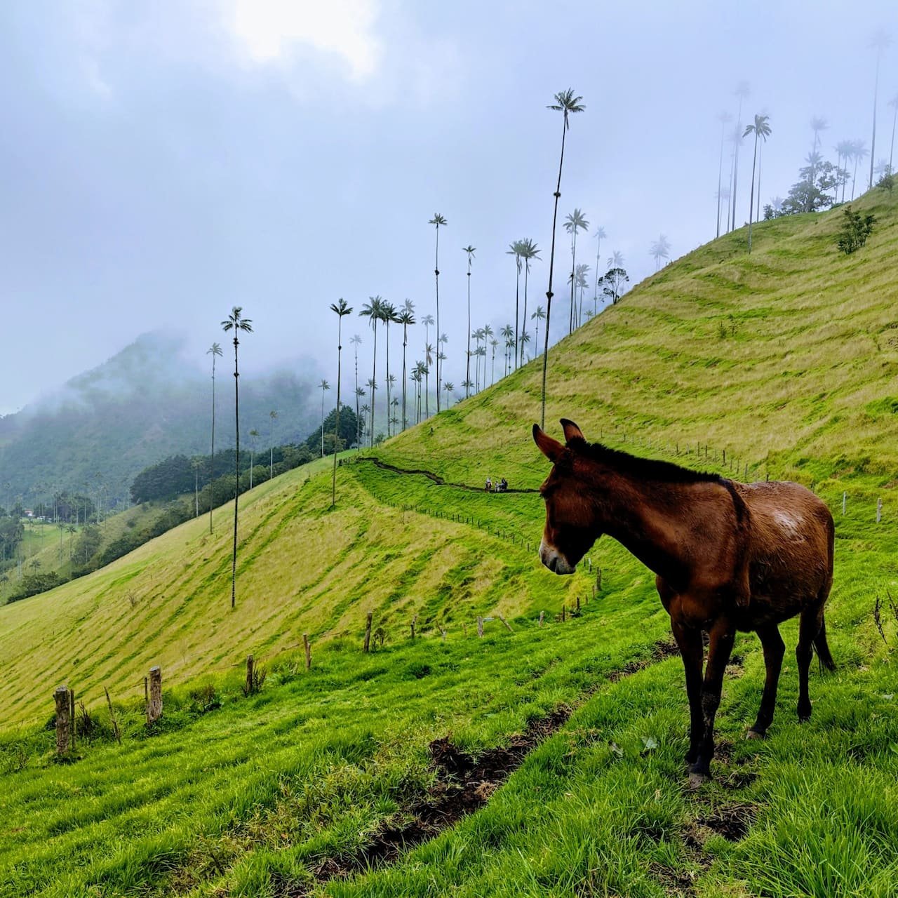 Cabalgata Pereira Colombia
