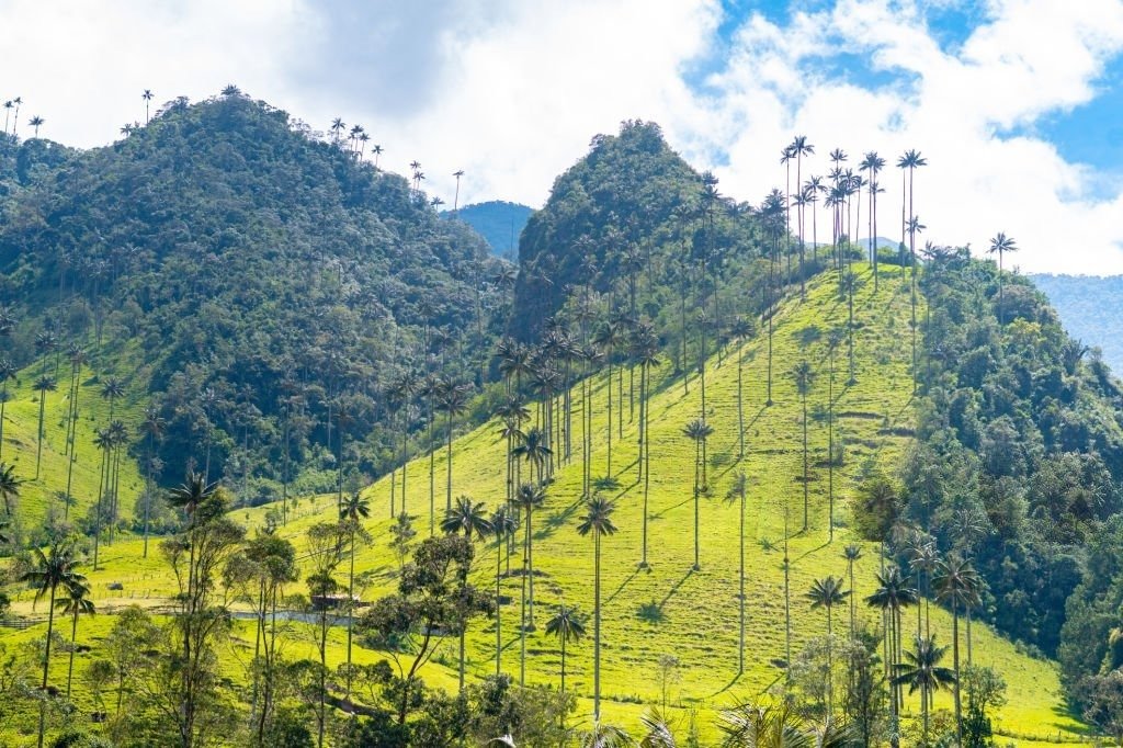 Cocora Valley
