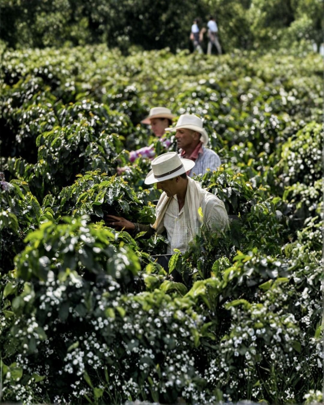Coffee Farm